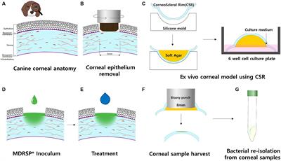 Antimicrobial activity of cell-free supernatant derived from Ligilactobacillus animalis SWLA-1 in a novel ex vivo canine corneal infection model